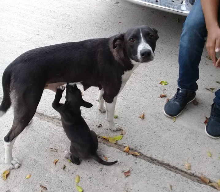 Queenie, with one of her puppies in Puerto Vallarta, where she was taken into the possession of the SPCA before she was adopted out later.
