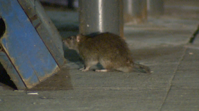 Moncton ranks first place as ‘rattiest’ city in Atlantic Canada, Halifax 4th - image