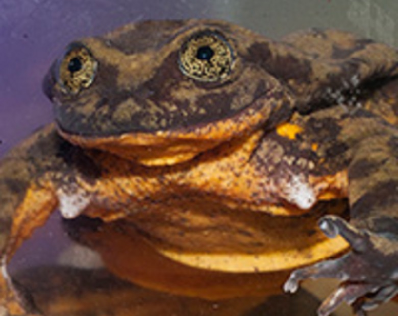 Romeo the frog has taken his search for a mate online. 