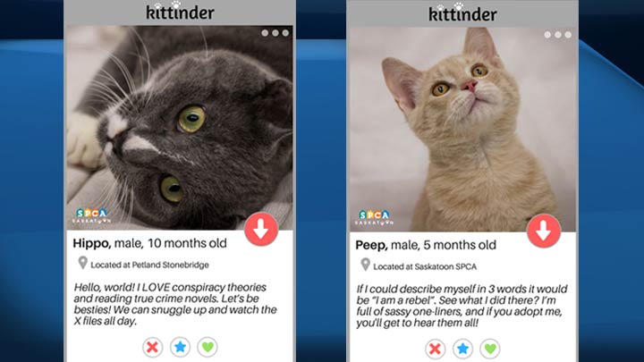“Kittinder” is the latest initiative from the shelter to help find some furry friends a home.
