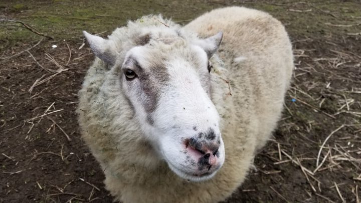 Not a baaad idea: Pilot project to bring grazing sheep to Living Prairie Museum - image