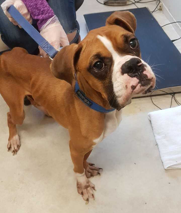Tank the boxer was grossly underweight when he was seized by the BC SPCA. Credit: BC SPCA.