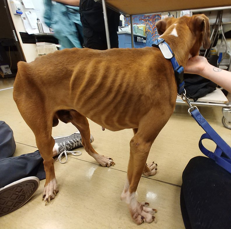 Before and after: Once neglected and abused, these BC SPCA rescue dogs ...
