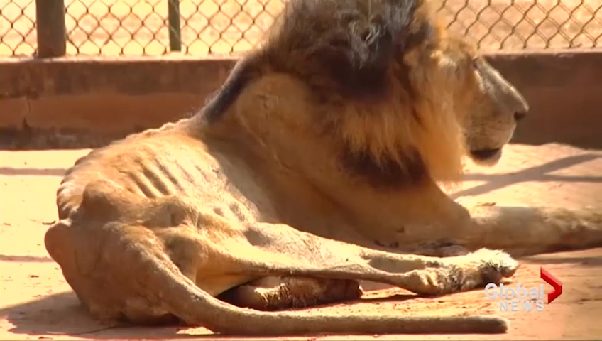 Venezuela zoo may be sacrificing emaciated animals and feeding them to  others - National 