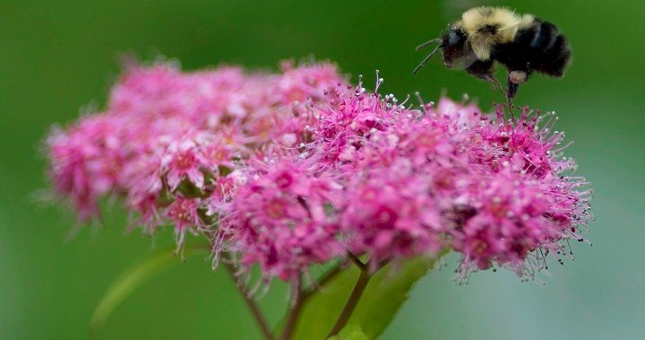 Pollinator garden, orchard being proposed for Guelph, Ont.’s Eramosa River Park