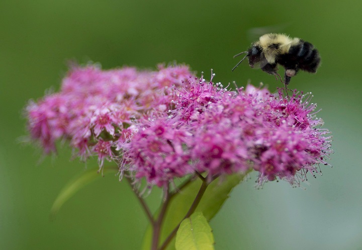 A bee pollinates flowers in a garden in Chelsea, Que., Wednesday June 25, 2014 .