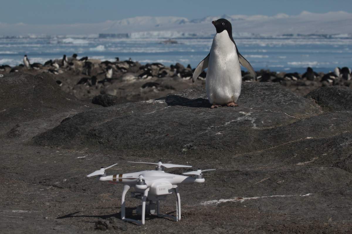 An Adélie penguin and quadcopter on Brash Island, Danger Islands, Antarctica