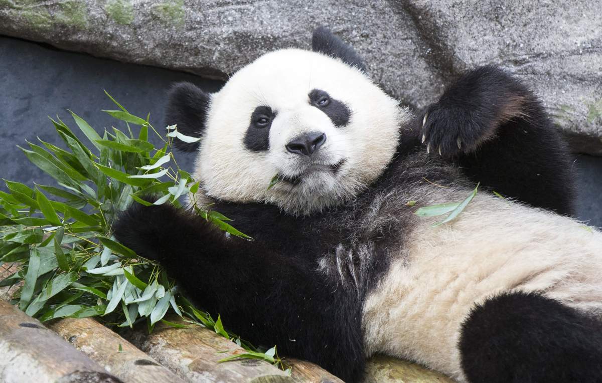 Two-year-old giant panda Jia Yueyue eats bamboo during its 2nd birthday celebration at the Toronto Zoo in Toronto, Canada, Oct. 13, 2017.