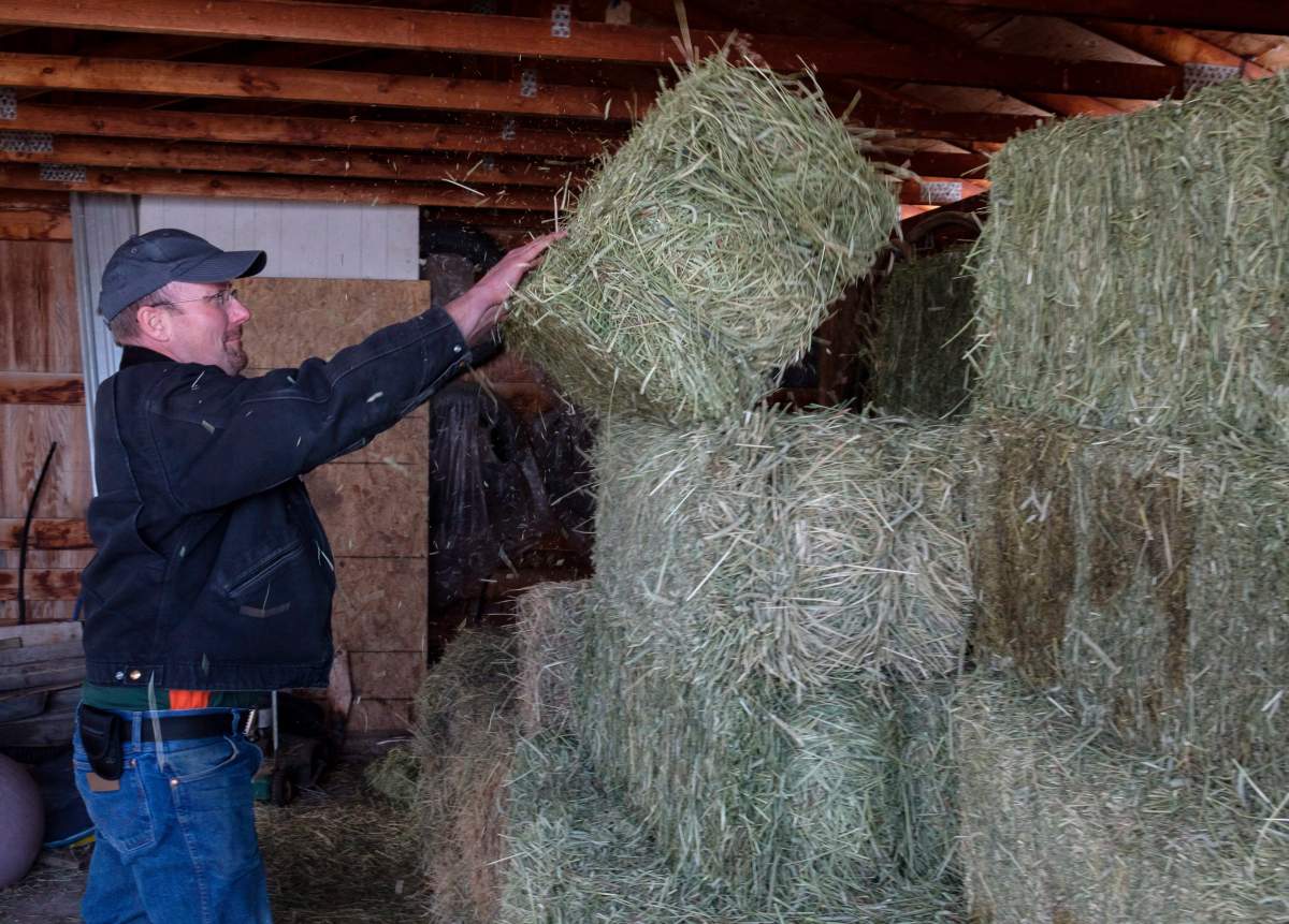 Farmer David Reid moves hay to feed his horses on his farm near Cremona, Alta., Thursday, March 1, 2018. Reid has seen a rise in rural crime in the area his family has been farming for over 100 years.