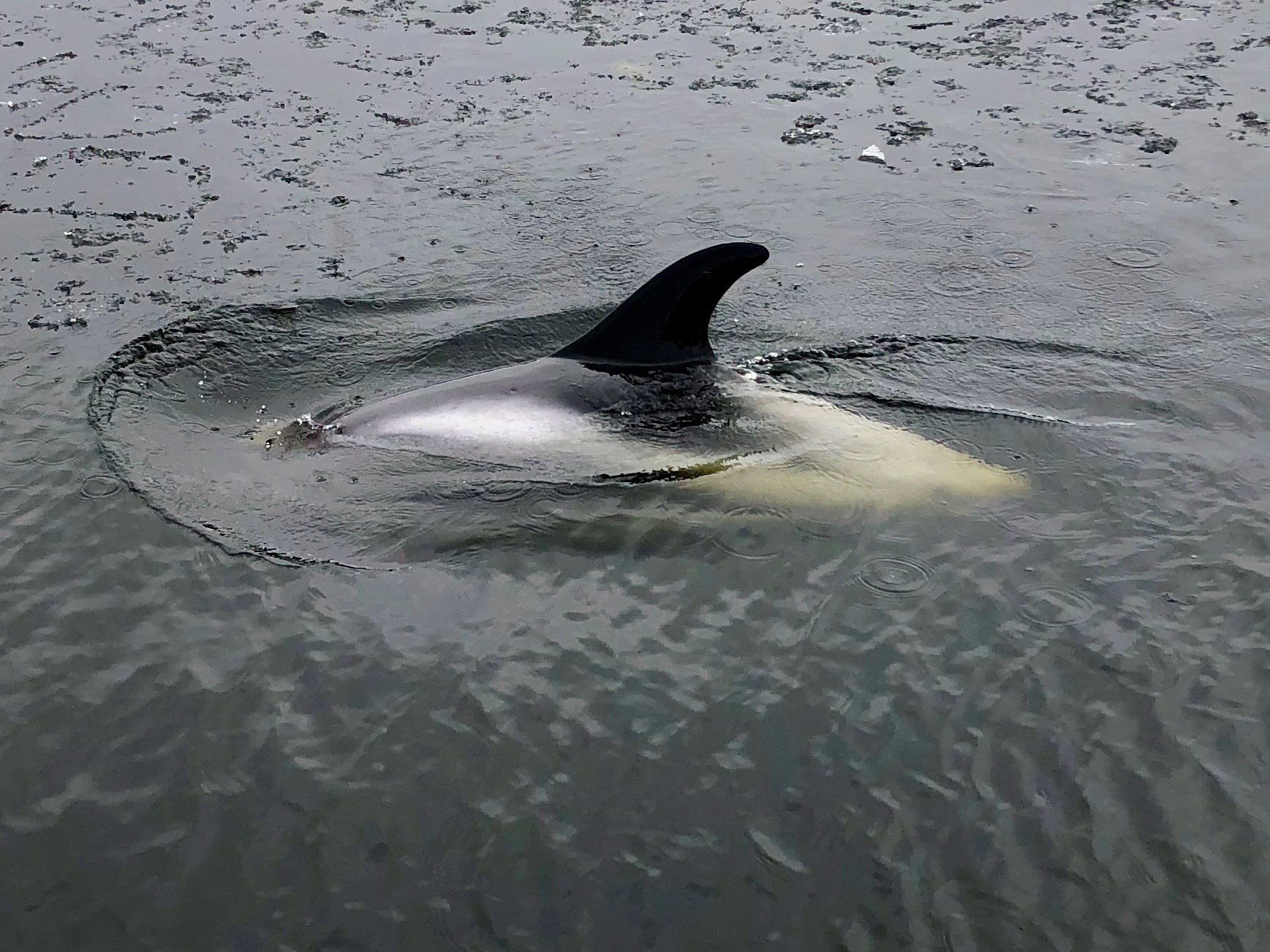 Ice-entrapped dolphins in Newfoundland lucky not to have been