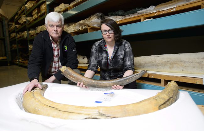 Canadian Museum of Nature's Curator of Paleobiology, Kieran Shepherd, and palaeobiologist and fossil mammal expert Danielle Fraser hold pieces of two Mammoth tusks that were recently given to the care of the Canadian Museum of Nature and are being stored at their facility in Gatineau, Quebec on Thursday, March 22, 2018. 