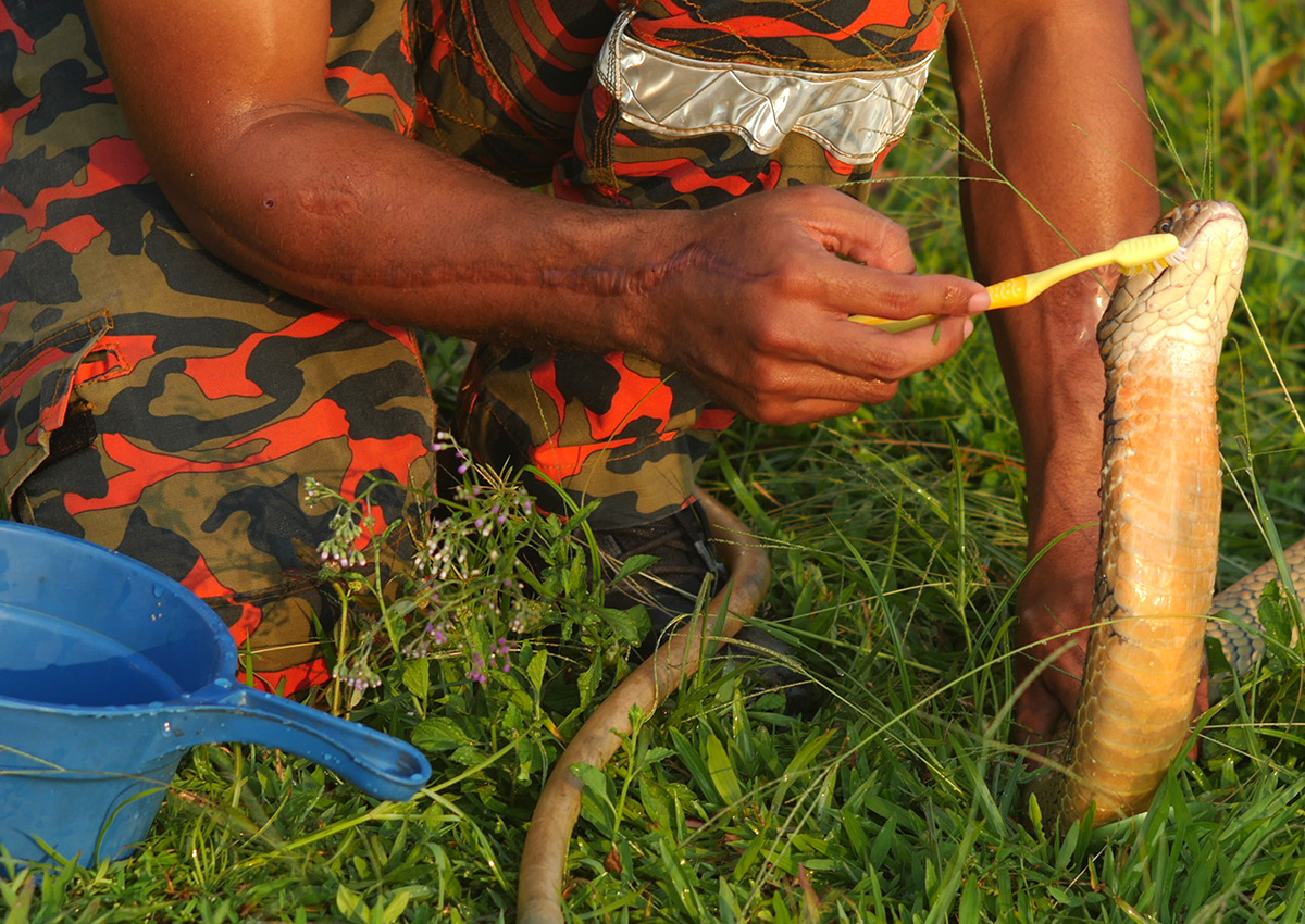 Abu Zarin Hussin handles one of his pet King Cobras on March 15, 2017 in Kelantan, Malaysia.