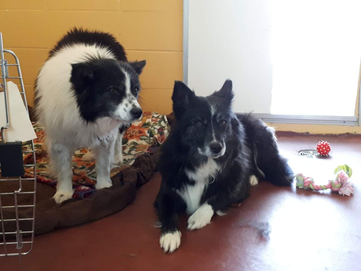 Donations rolling in for seized dogs being cared for in the Okanagan - image