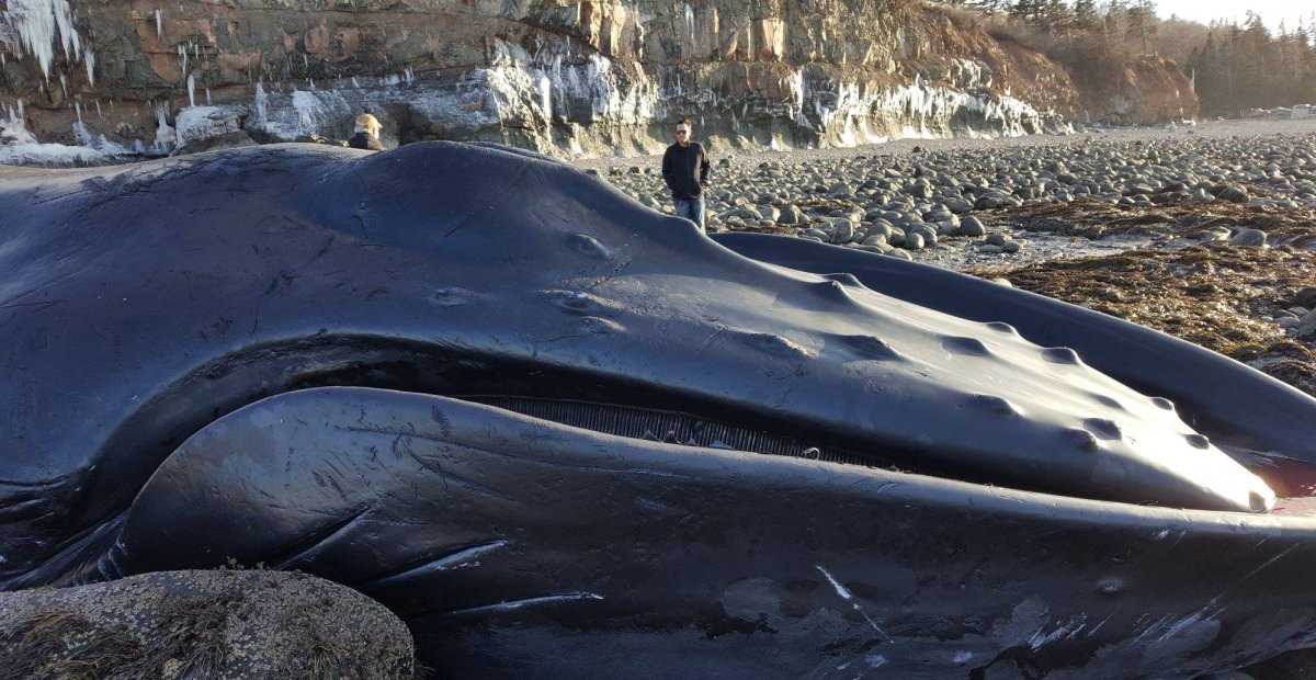 A dead humpback whale has washed up at Donnellan Brook in Nova Scotia's Annapolis Valley.