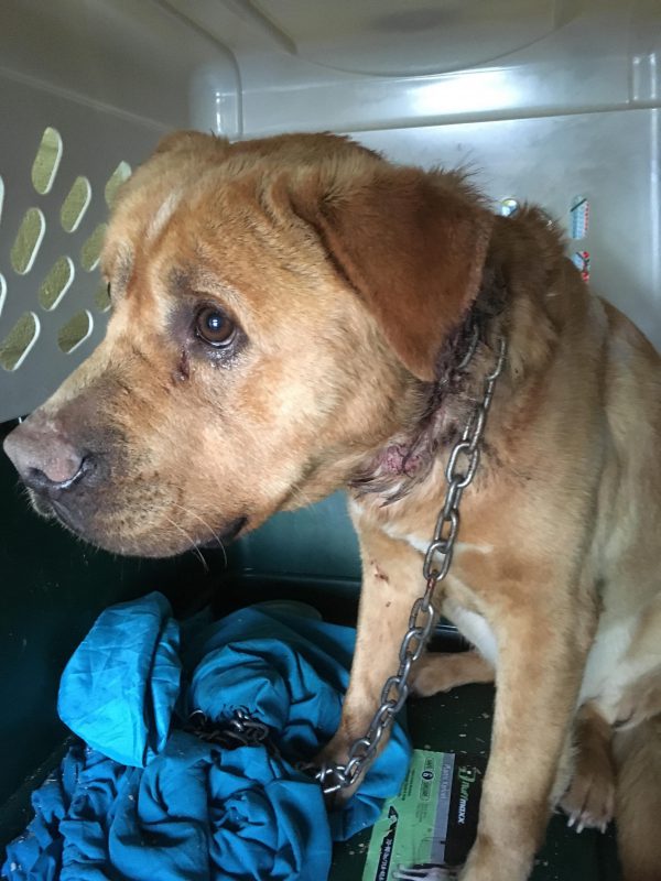 Rusty was found with a chain embedded deep into his neck.