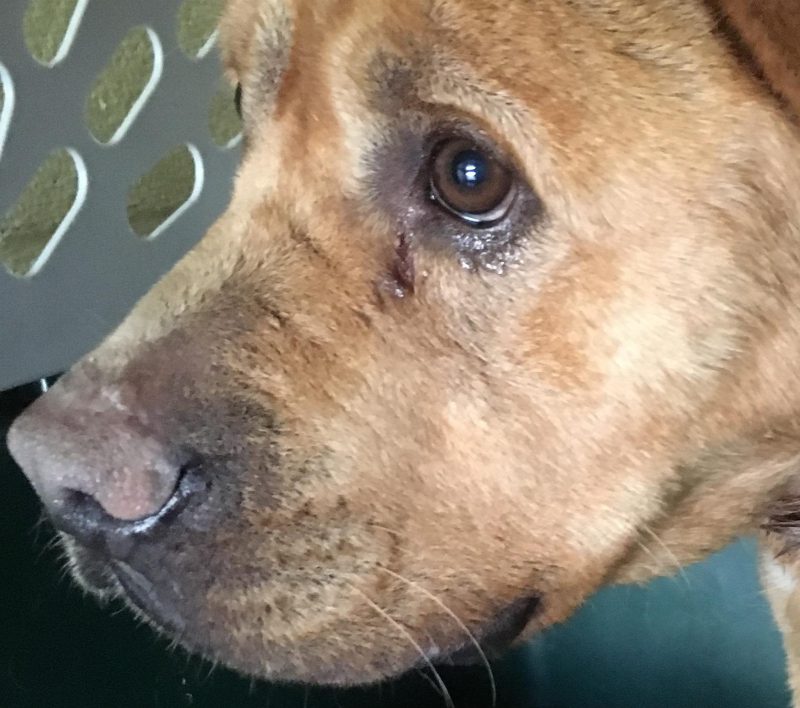 BC SPCA identifies owner of dog found near Yahk with chain collar embedded in neck - image