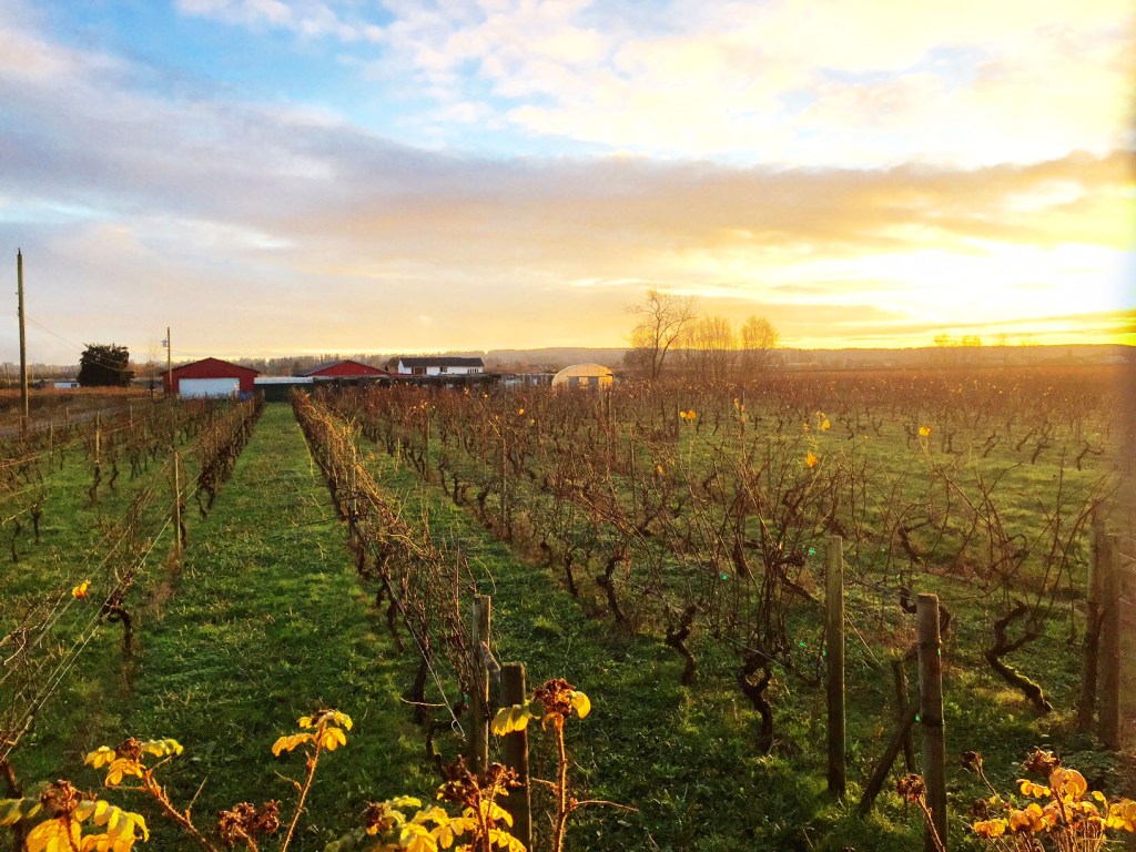 Vinoscenti Vineyards Presents: European Wine & Culture Series – German Spring Equinox Celebration - image