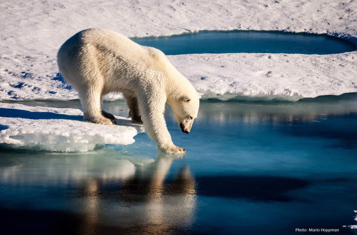 A polar bear was killed in an apparent 'act of self-defence.'.