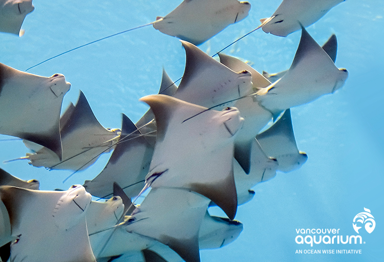 After Hours at Vancouver Aquarium - image