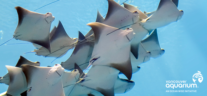 The Last Hoo-Ray at Vancouver Aquarium - image