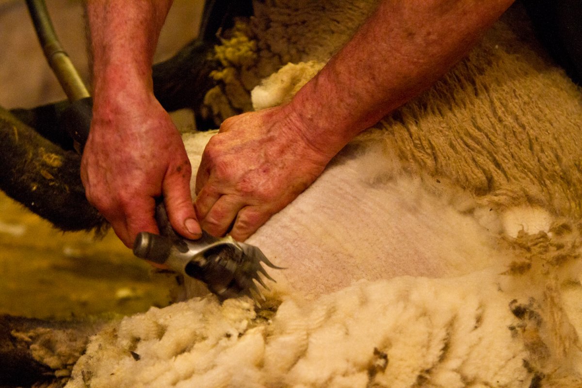 Shearing at Topsy Farms - image