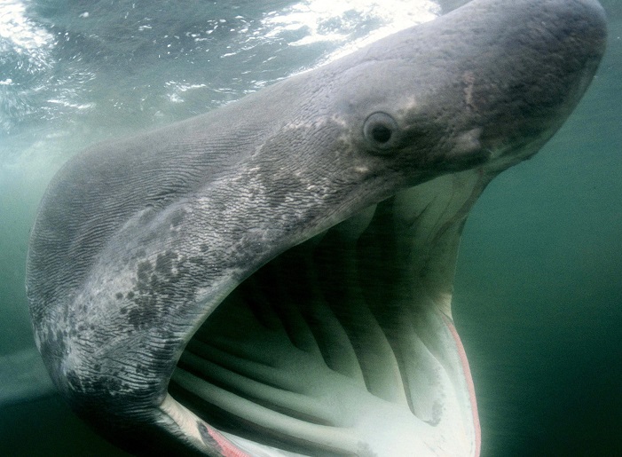 FILE -- An Atlantic basking shark is shown off the coast of Massachusetts. 