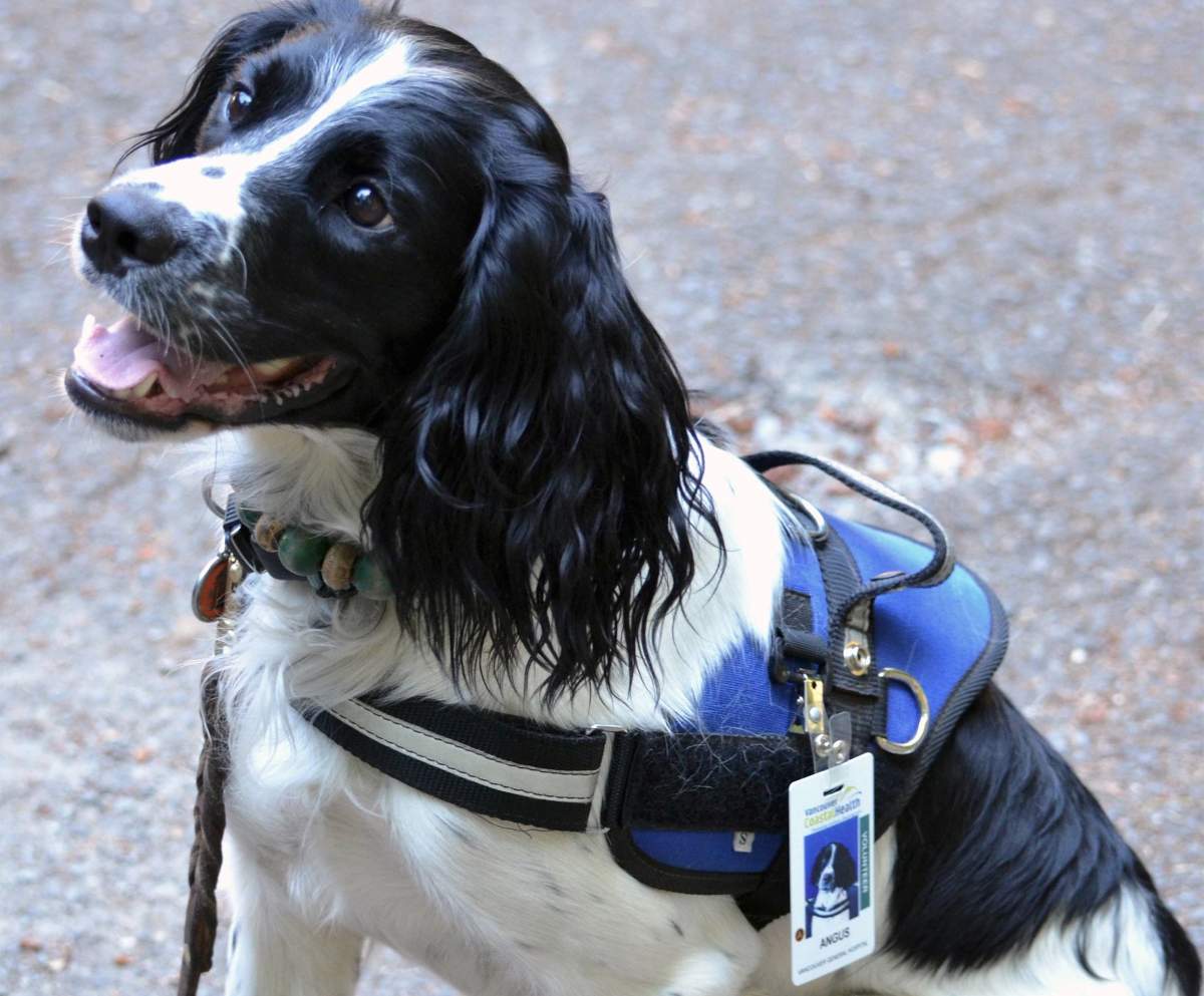 The three-year old dog has been detecting C. difficile since 2016 when he started at Vancouver General Hospital.