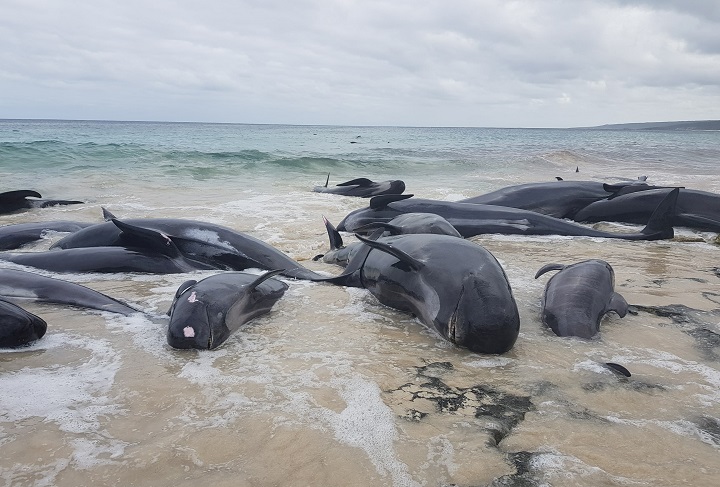 Why Did 150 Whales Strand Themselves on Australia's Coast? - The Atlantic