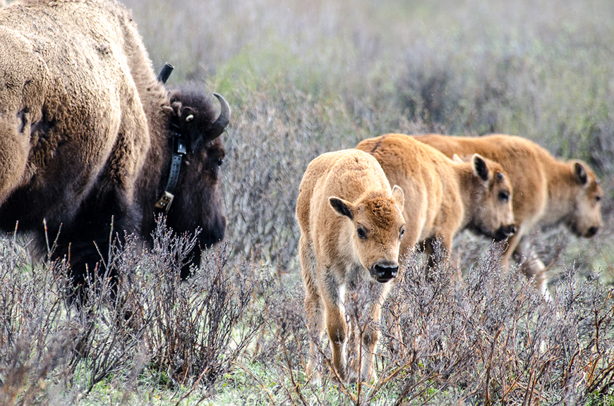 Bison calves are seen in Banff National Park. 