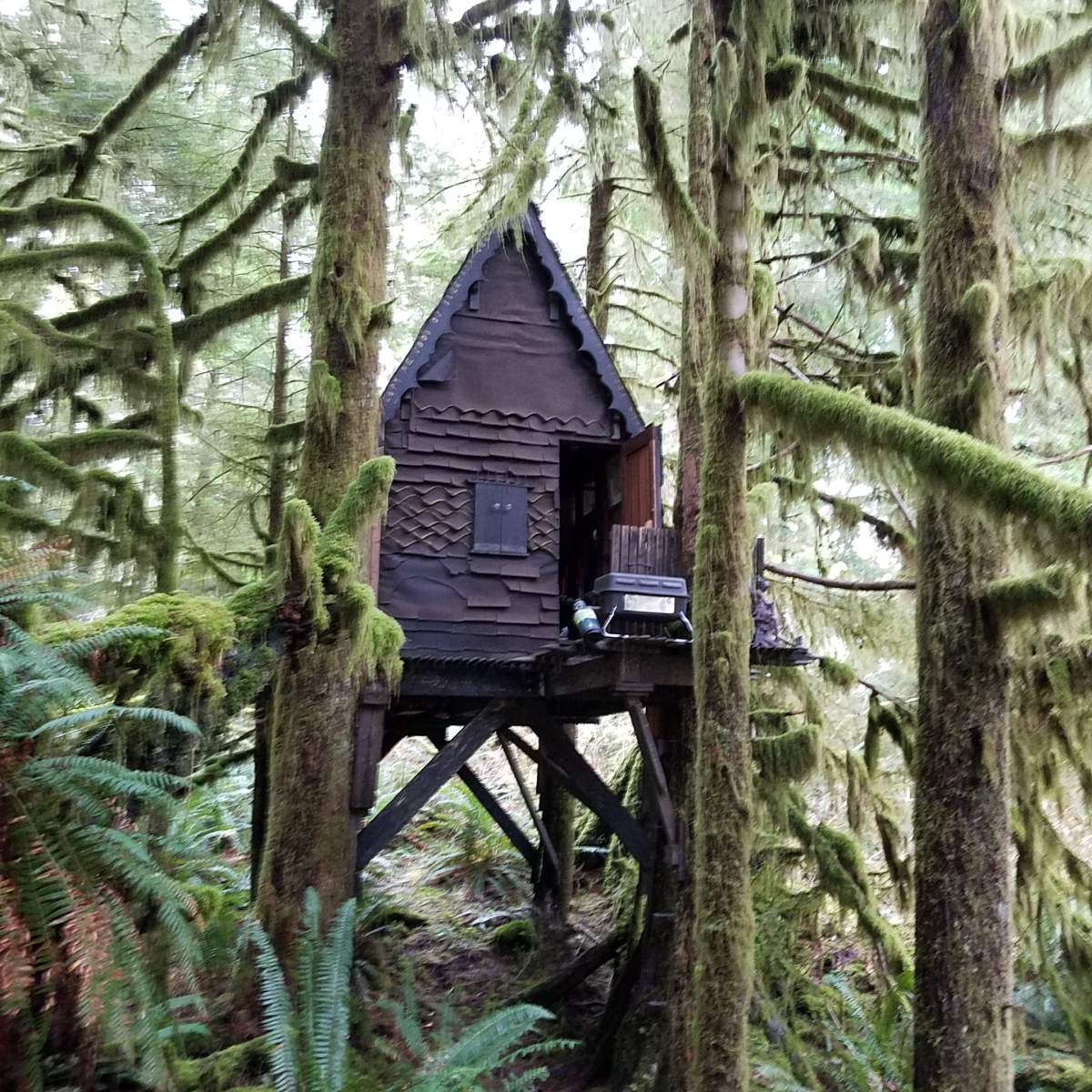 The cabin stood elevated off the ground on eight-foot stilts, accessible only via a ladder.