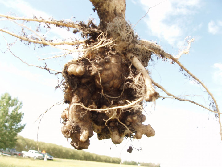 Clubroot, which causes the premature death of some plants, has been detected in 37 northern Saskatchewan canola fields.