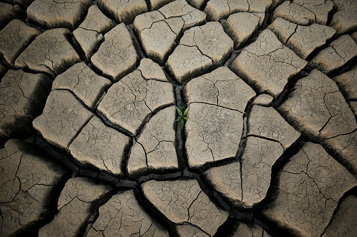 A plant grows between cracked mud in a normally submerged area at Theewaterskloof dam near Cape Town, South Africa, January 21, 2018. 