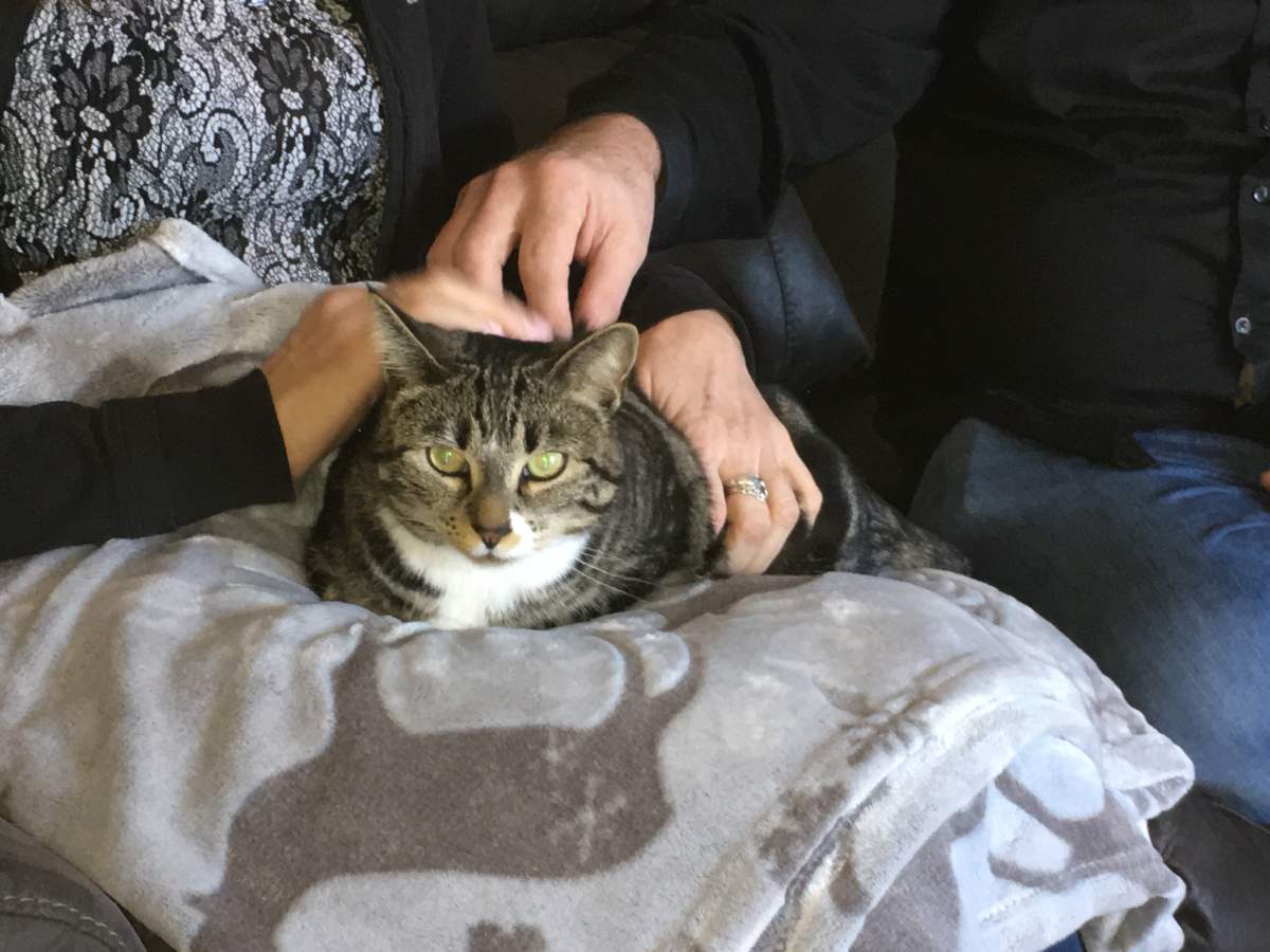 West Kelowna woman says cat almost died after eating toxic lily - image