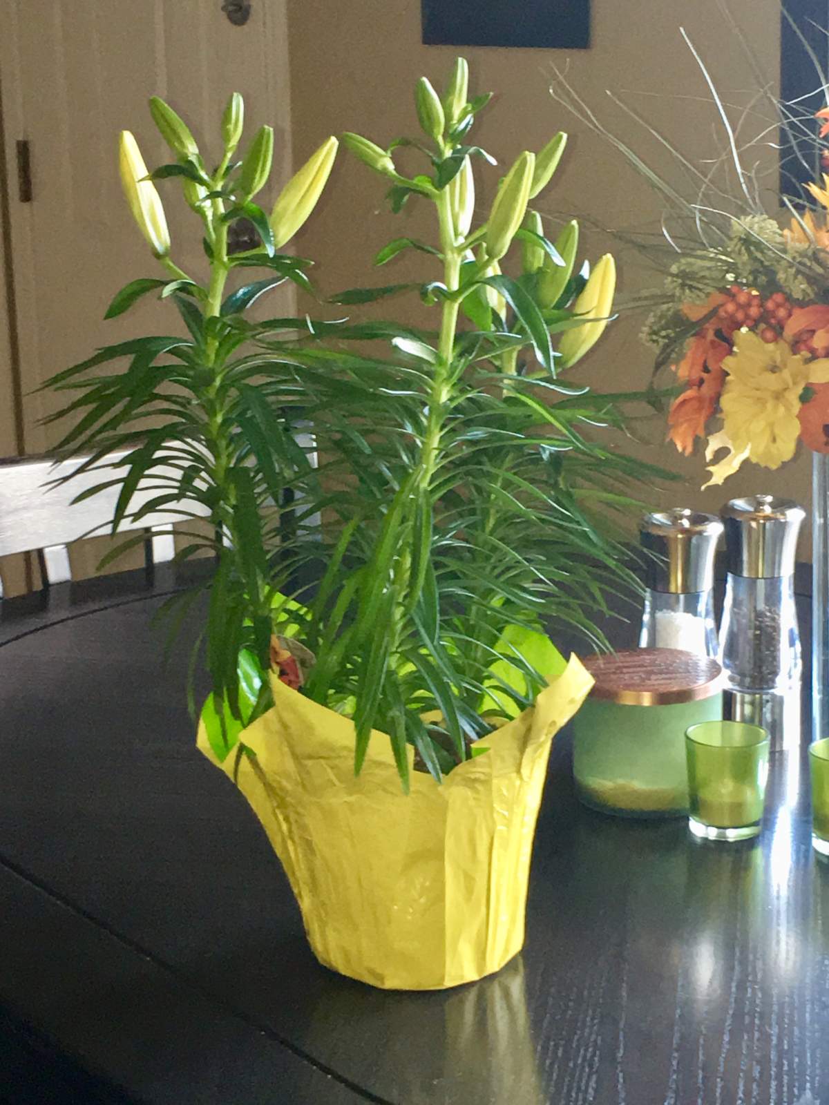 West Kelowna woman says cat almost died after eating toxic lily - image