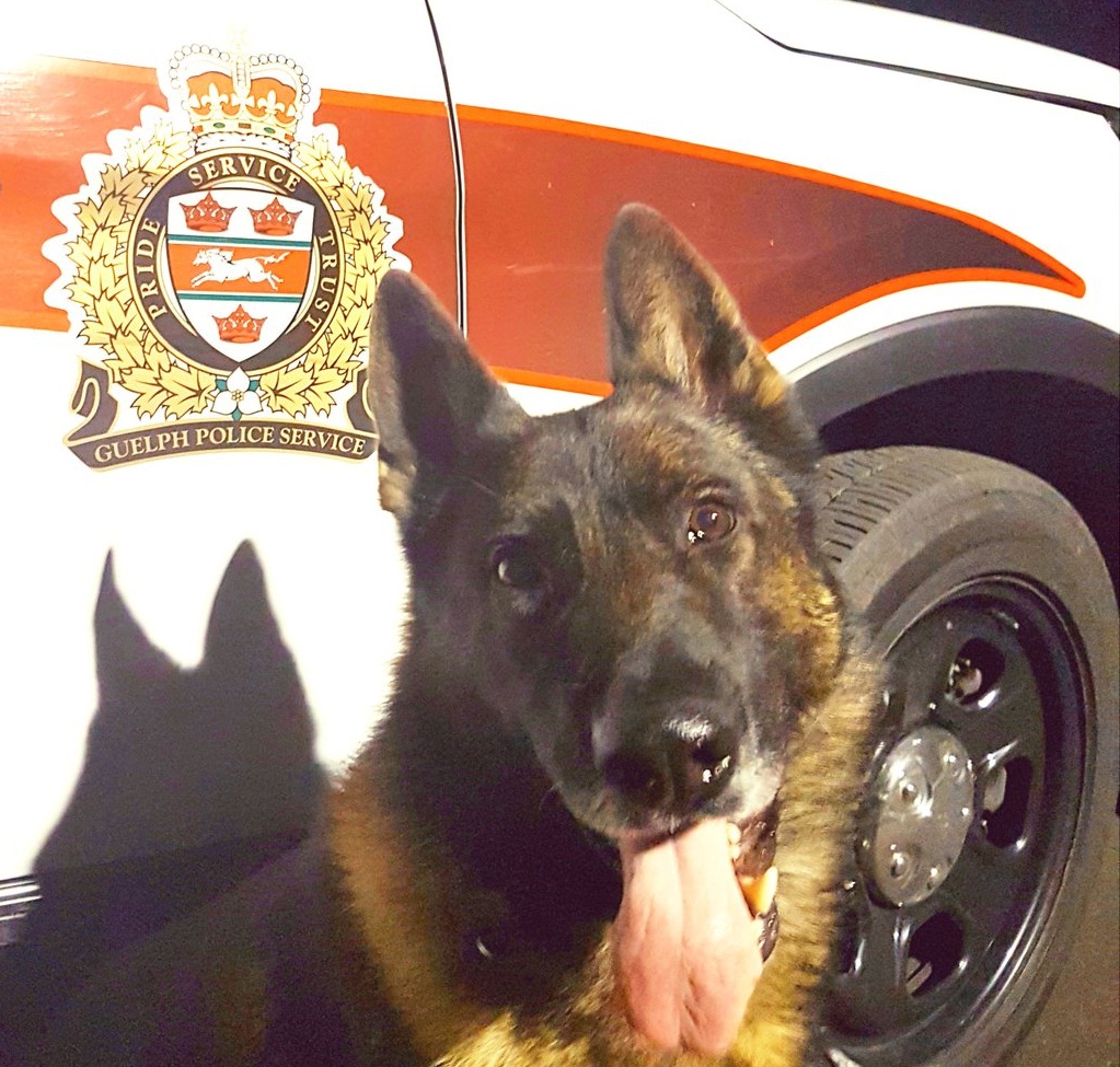 Charger, the Guelph Police Service dog.