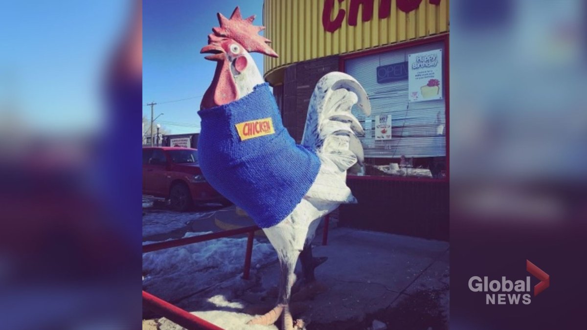 The chicken statue at Chicken on the Way in Kensington sporting its new sweater made by two ACAD students. 