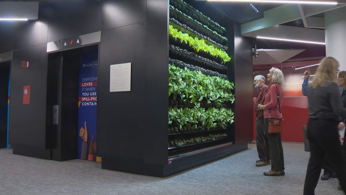 Green walls are part of the newly renovated Webster Library. 