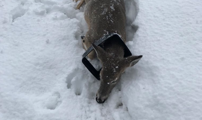A deer spotted with a garbage lid over its neck in Cranbrook.