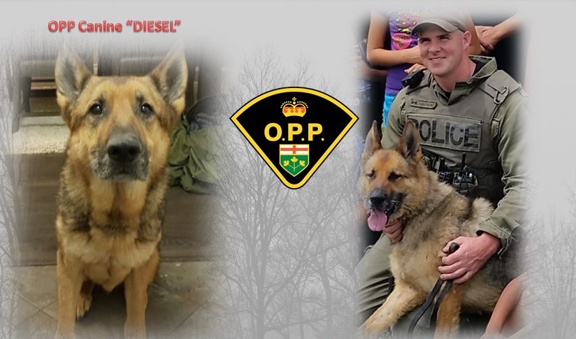 Diesel, an 8.5-year-old German Sheppard, died at his partner's side over the weekend following a medical emergency at home. 