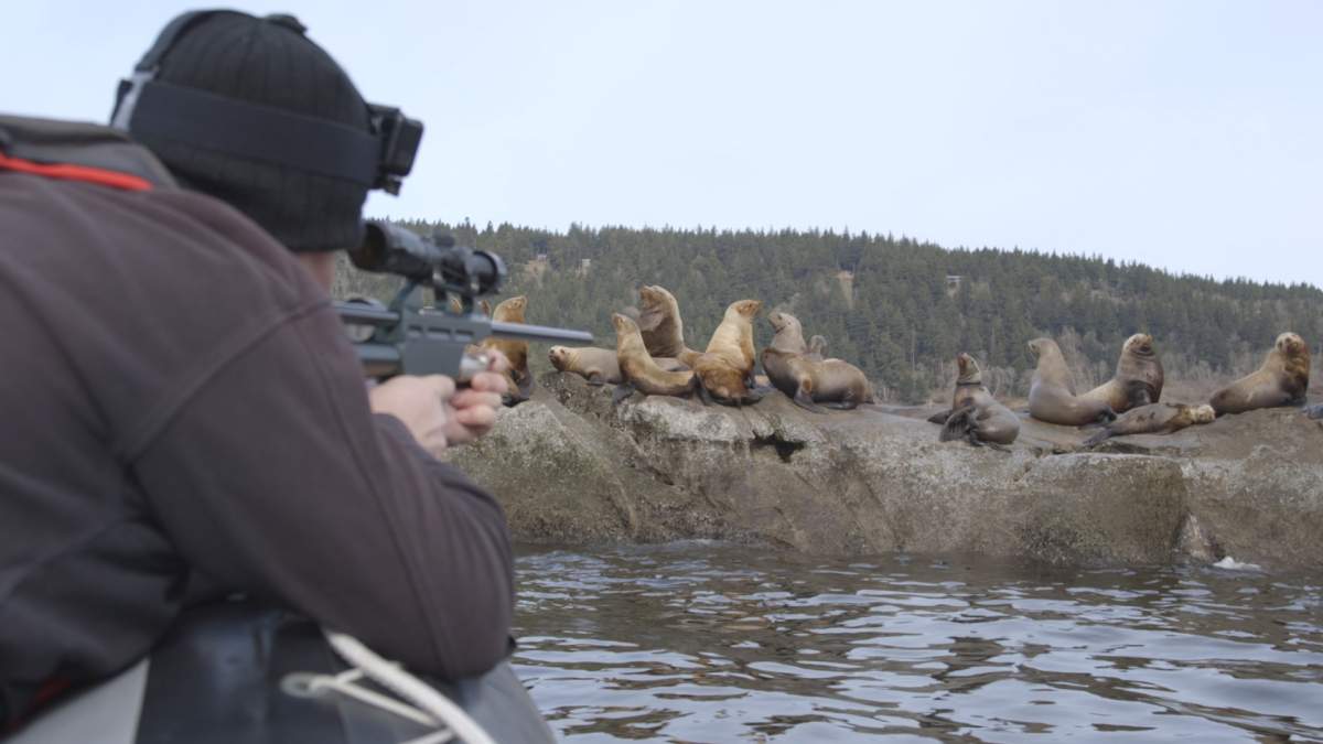 A crew member attempts to tranquilize a sea lion caught in plastic.