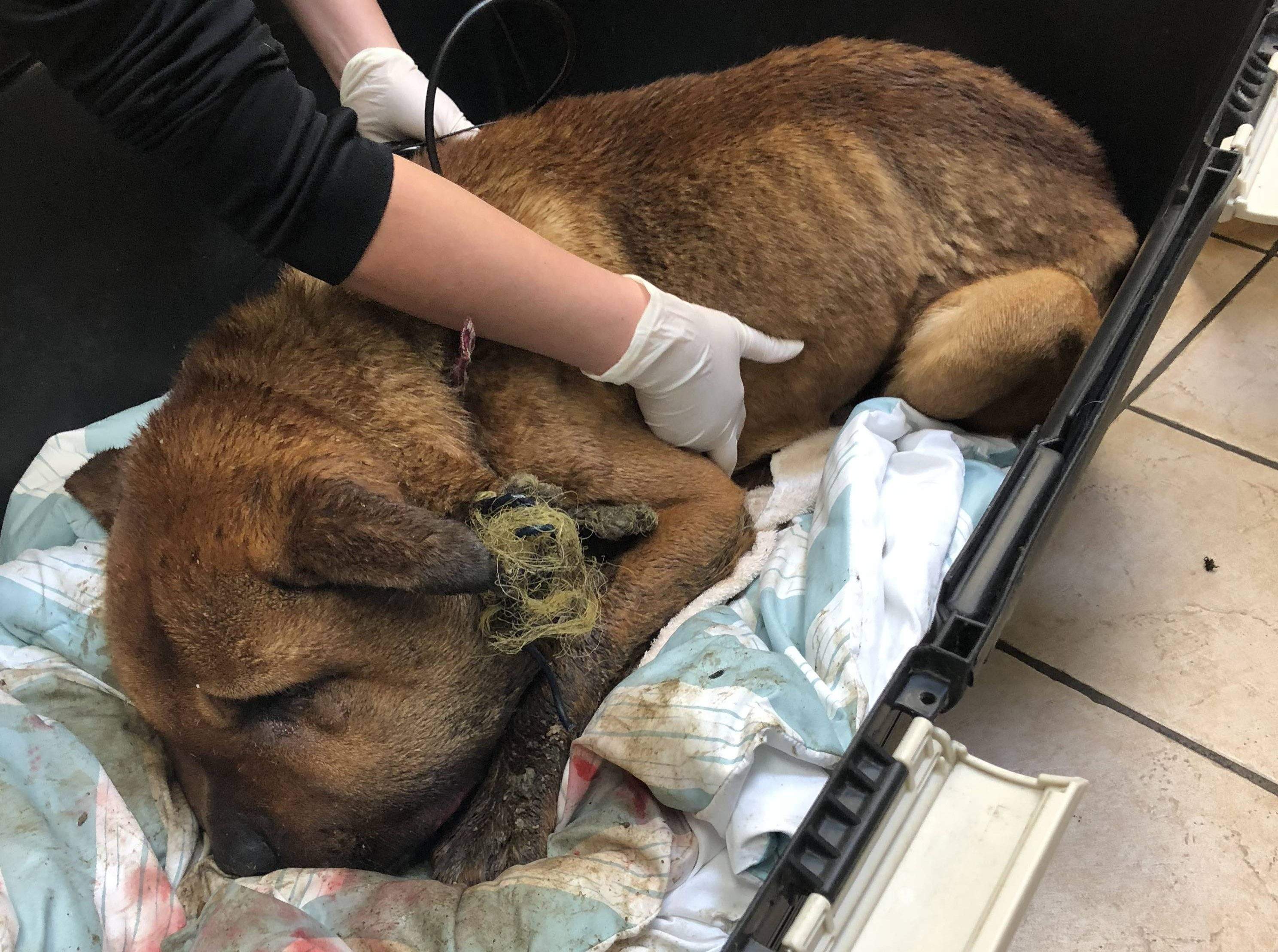 No jail time, lifetime animal ban for Duncan man in horrific dog abuse case | Globalnews.ca