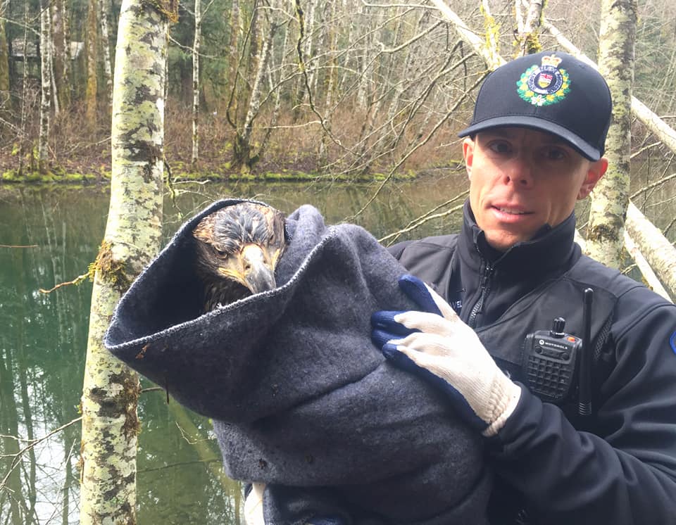 B.C. Conservation Officer carrying the injured eagle.