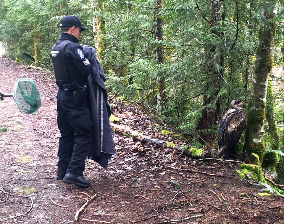 A B.C. Conservation Officer attempts to capture the injured eagle.