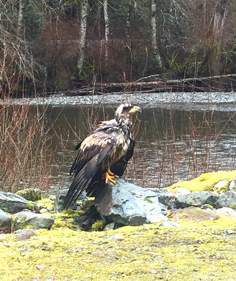 The eagle was spotted by staff of the Cheakamus Centre.