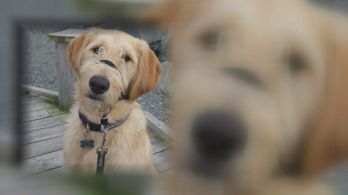 The vet who treated Finnegan believes the treat contributed to his death