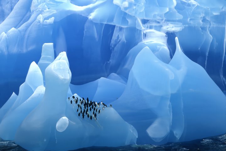 The Scotia Sea in Antarctica. A rare blue iceberg is seen with Chinstrap penguins.