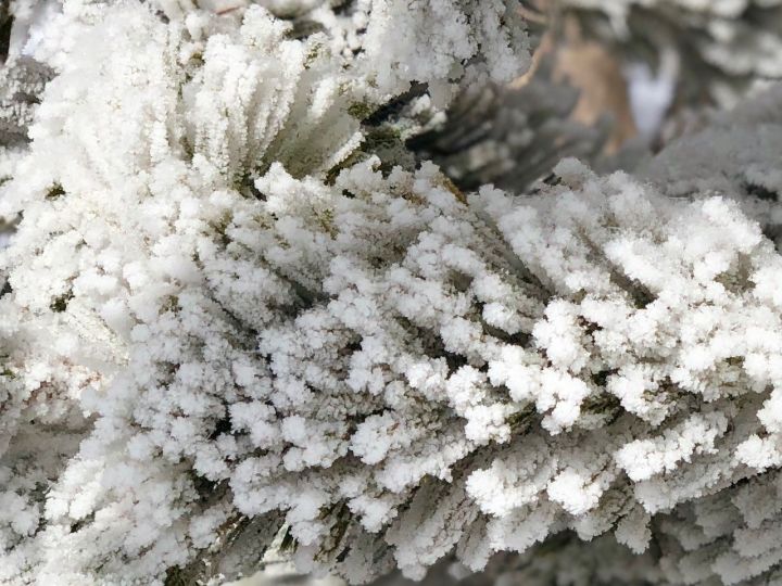 Snow over freezing drizzle on a Calgary pine tree March 30, 2018.