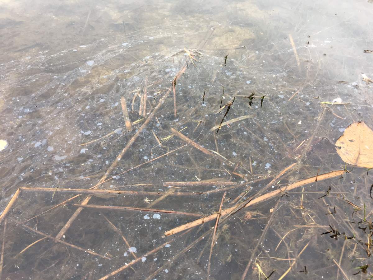 A sheen is seen at Lafarge Lake in Coquitlam. 