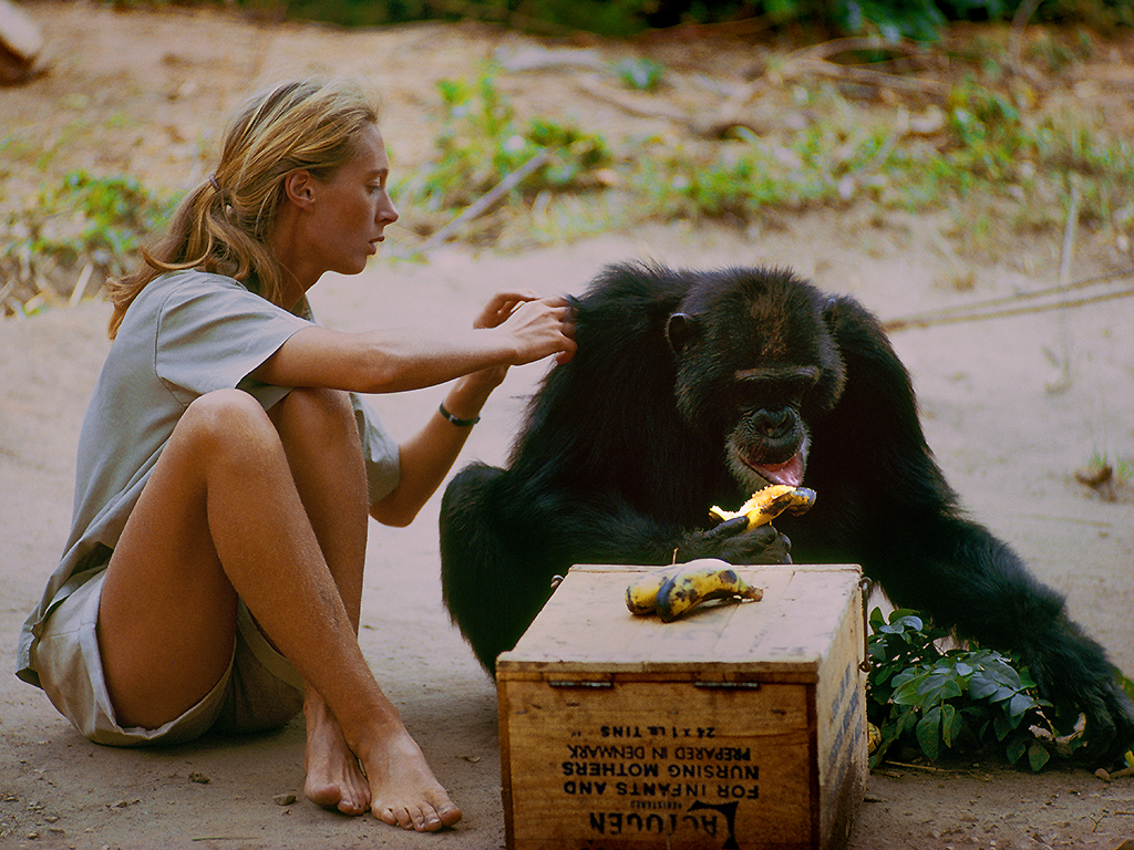 David Greybeard was the first chimp to lose his fear of Goodall, and eventually came to her camp to steal bananas and have Jane touch and groom him.
