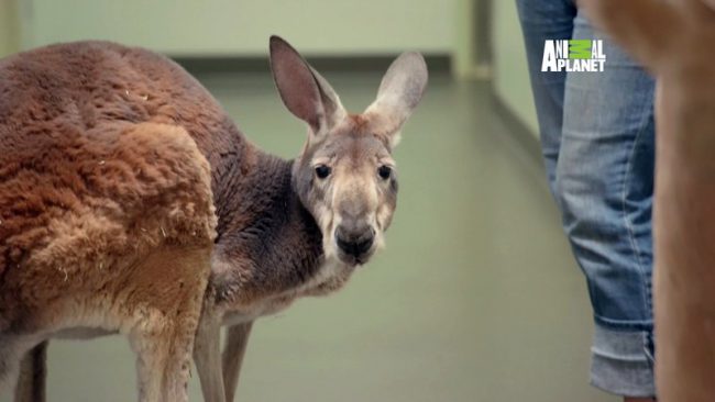 An undated photo of Dave the kangaroo.